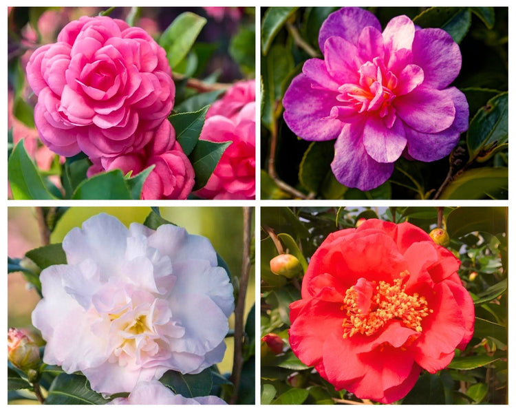 Camellias Collection