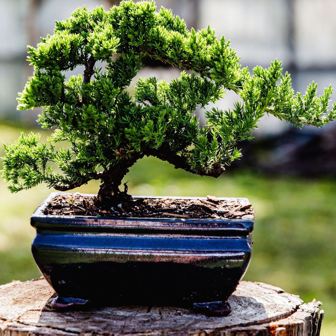 盆栽⑧ The 'Miyagi' Bonsai – Fiddleheads Garden Center