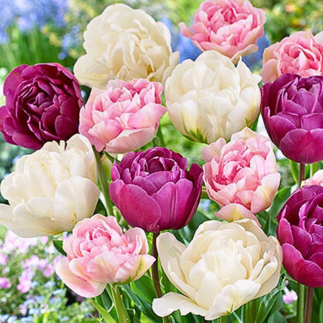Double Mid 'Romantic Tulip' Mix – Fall Bulb Preorder (10 Bulbs)