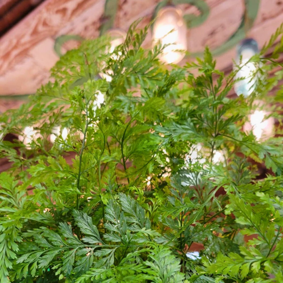 🪴Take a Frond to School - Houseplant