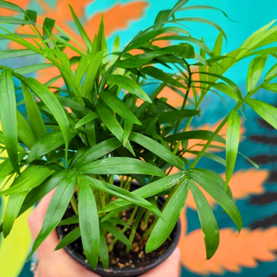 🪴Take a Frond to School - Houseplant