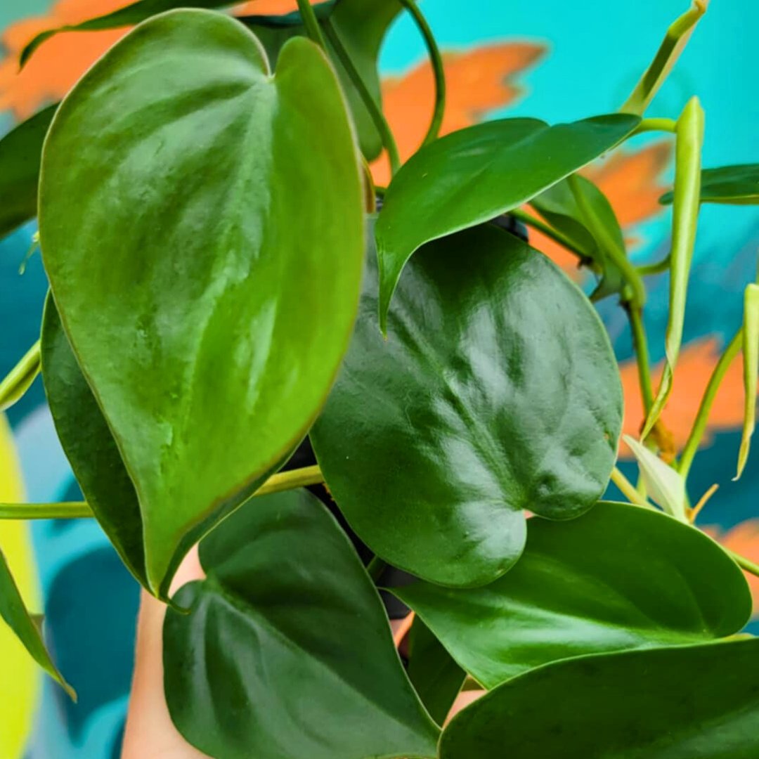 🪴Take a Frond to School - Houseplant