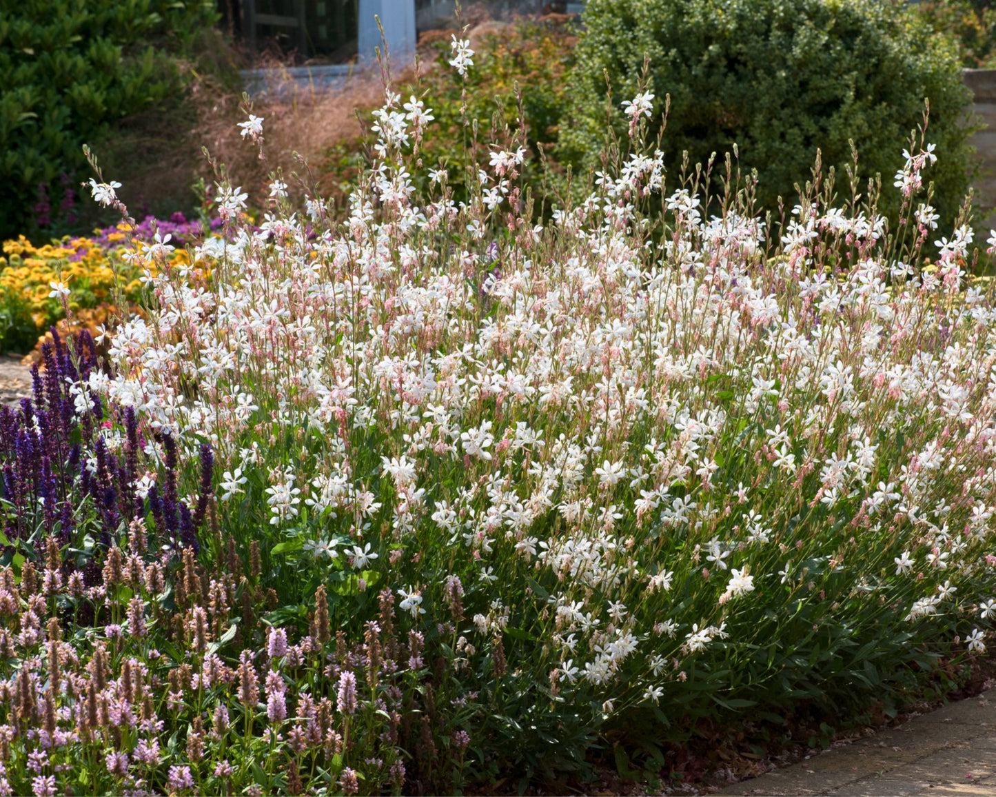 🌸 Sparkle White Gaura – ‘Whirling Butterflies’