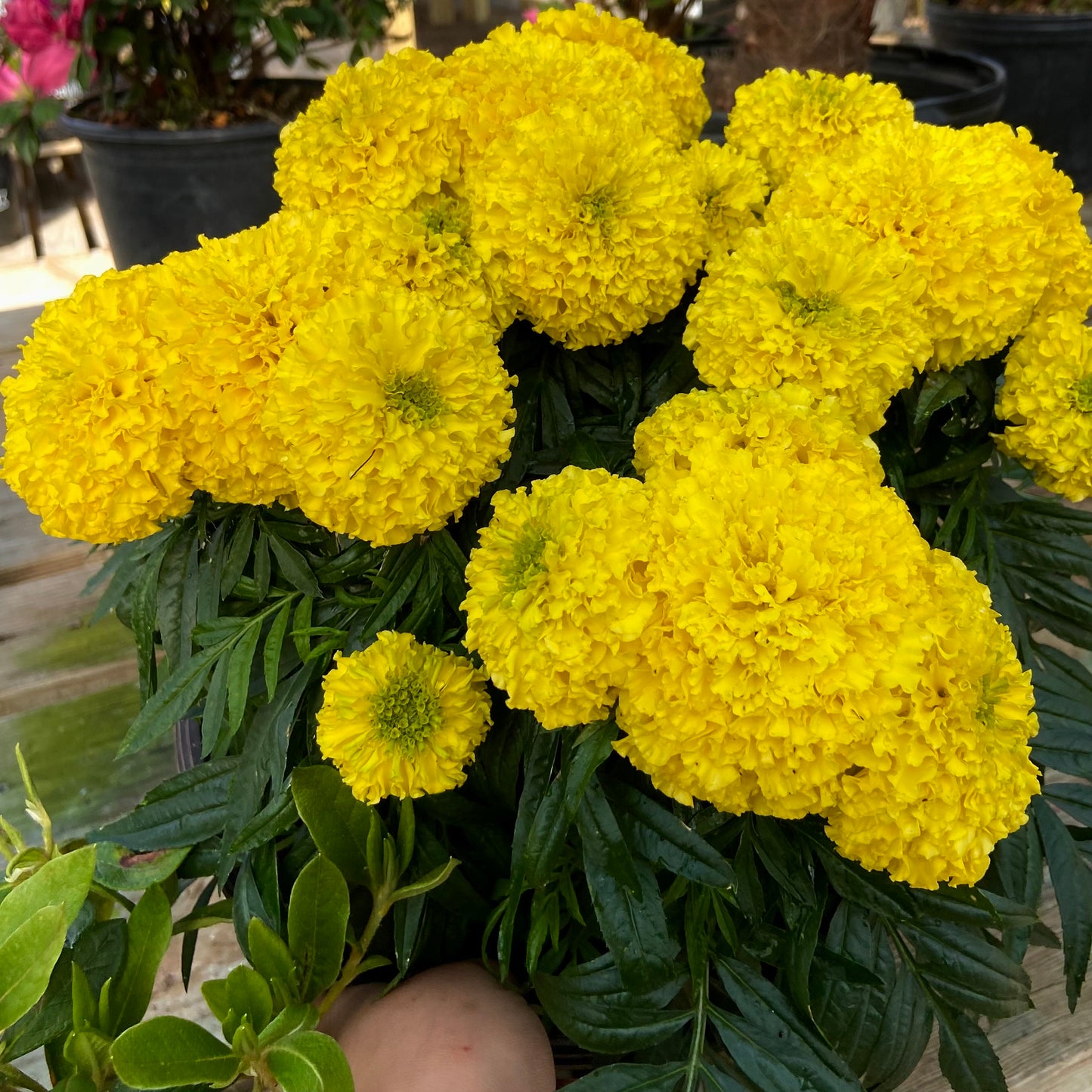 Bali Gold - African Marigold