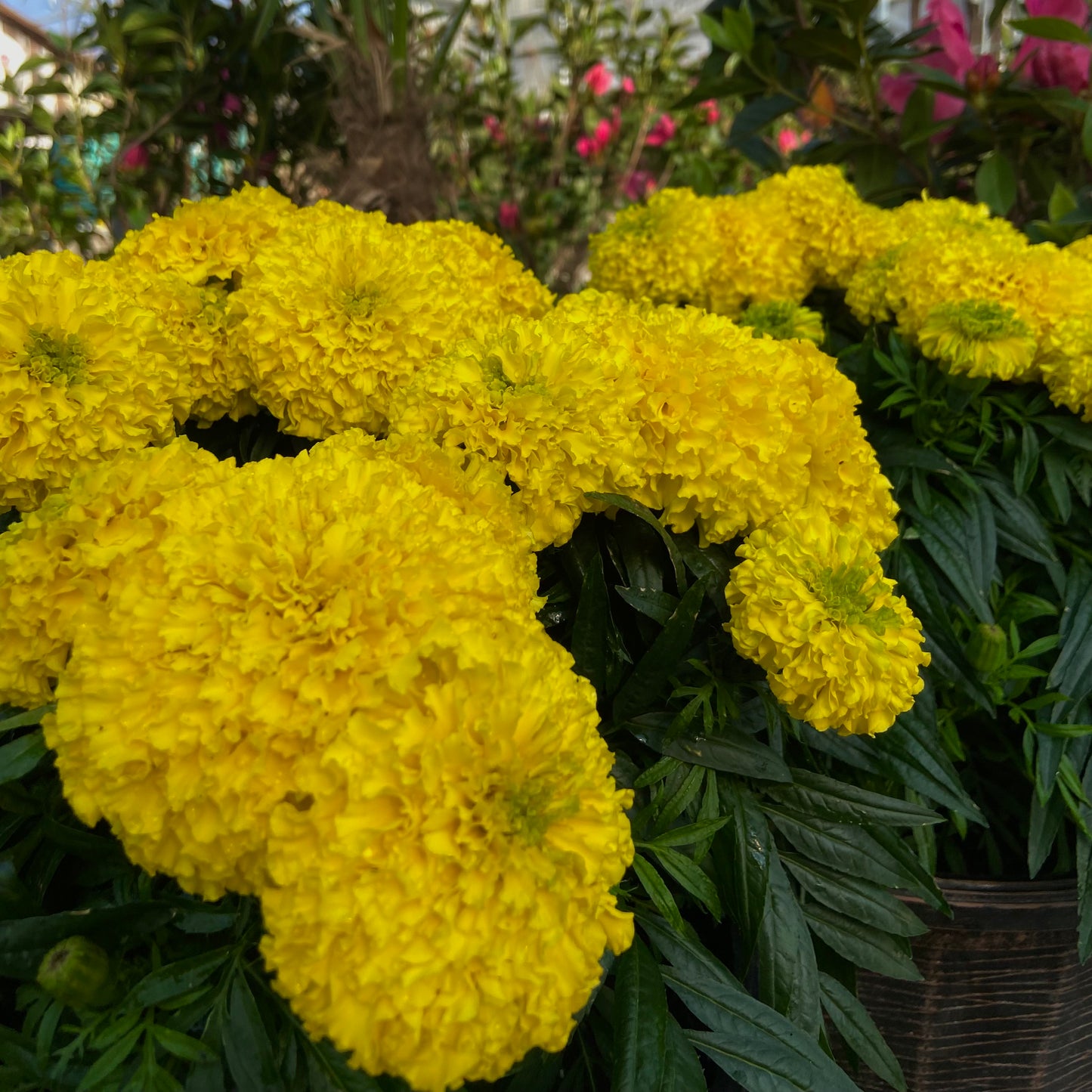 Bali Gold - African Marigold