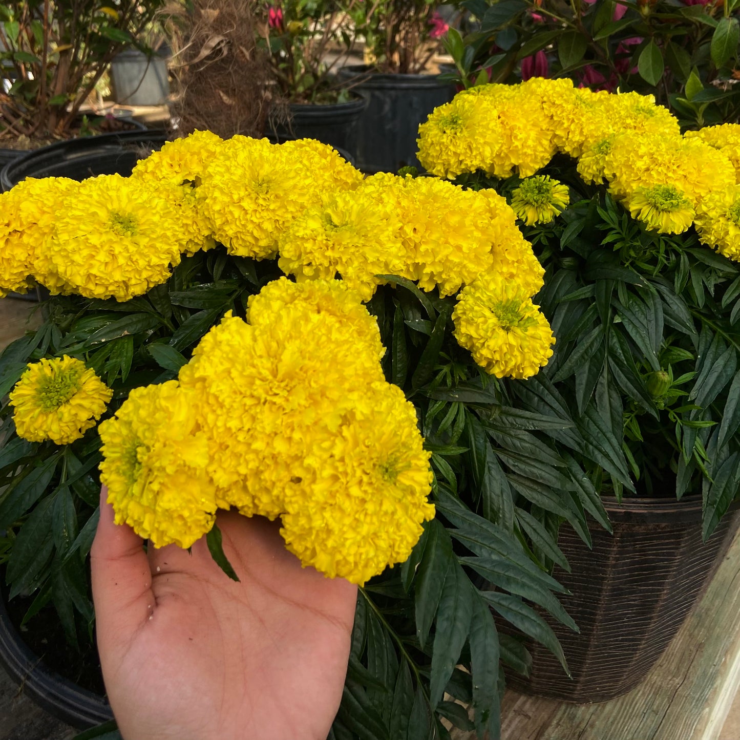 Bali Gold - African Marigold