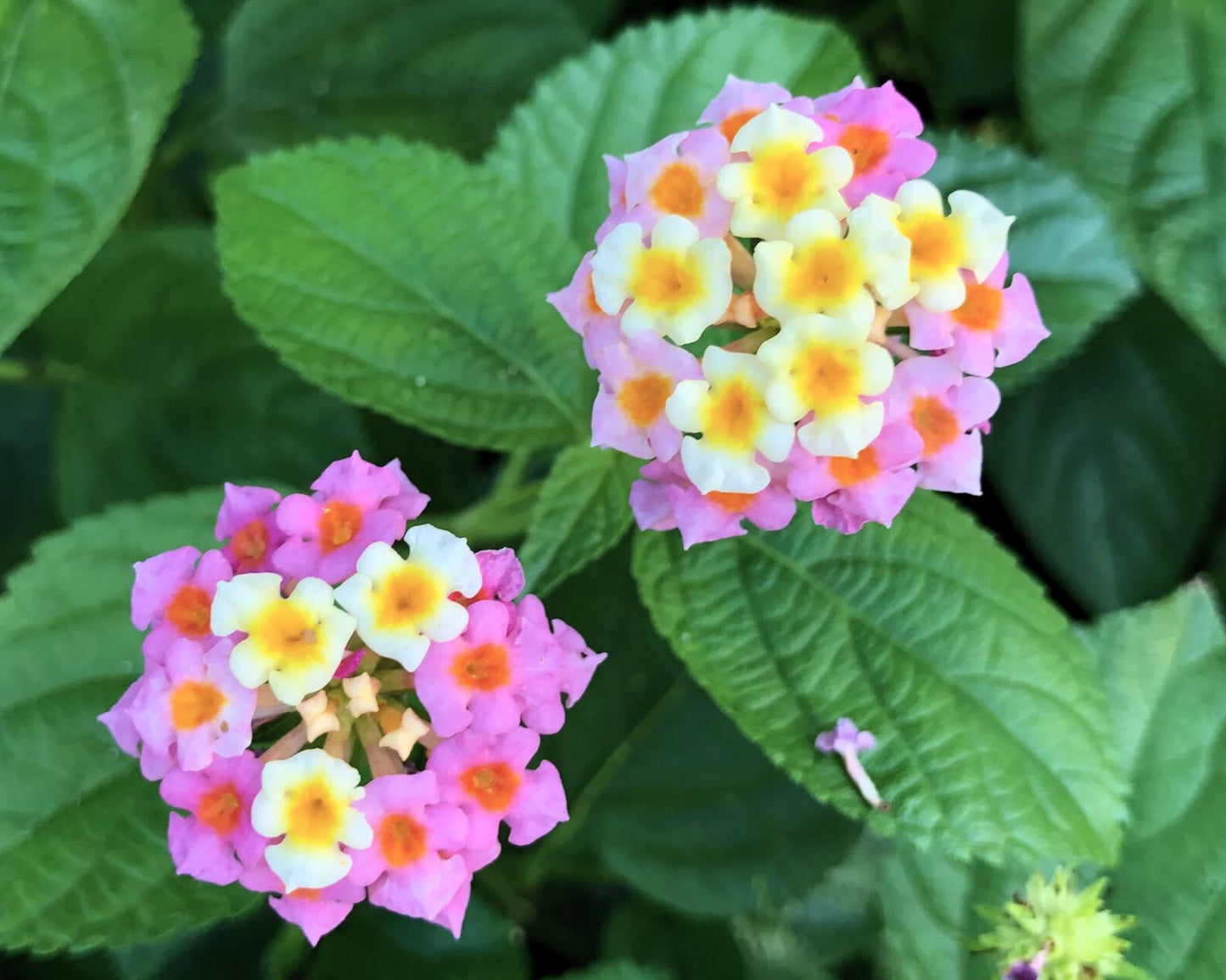 Lantana 'Ham & Eggs' - Preorder