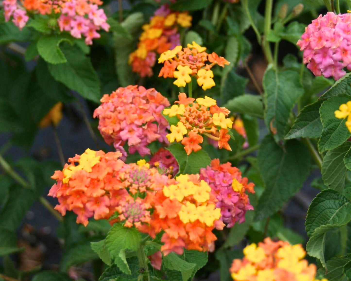 Lantana 'Miss Huff' - Preorder