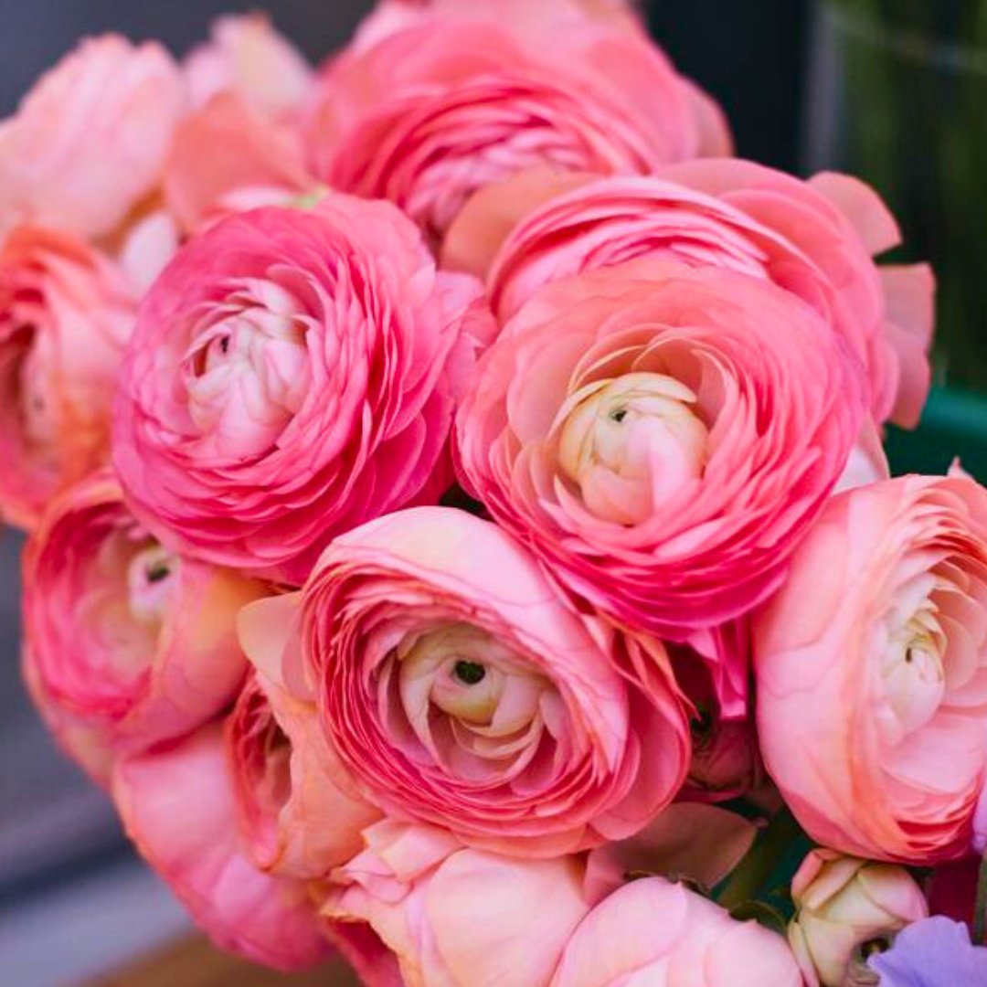 Ranunculus Tecolote Persian Buttercups - Fall Bulb Preorder (10 Bulbs)