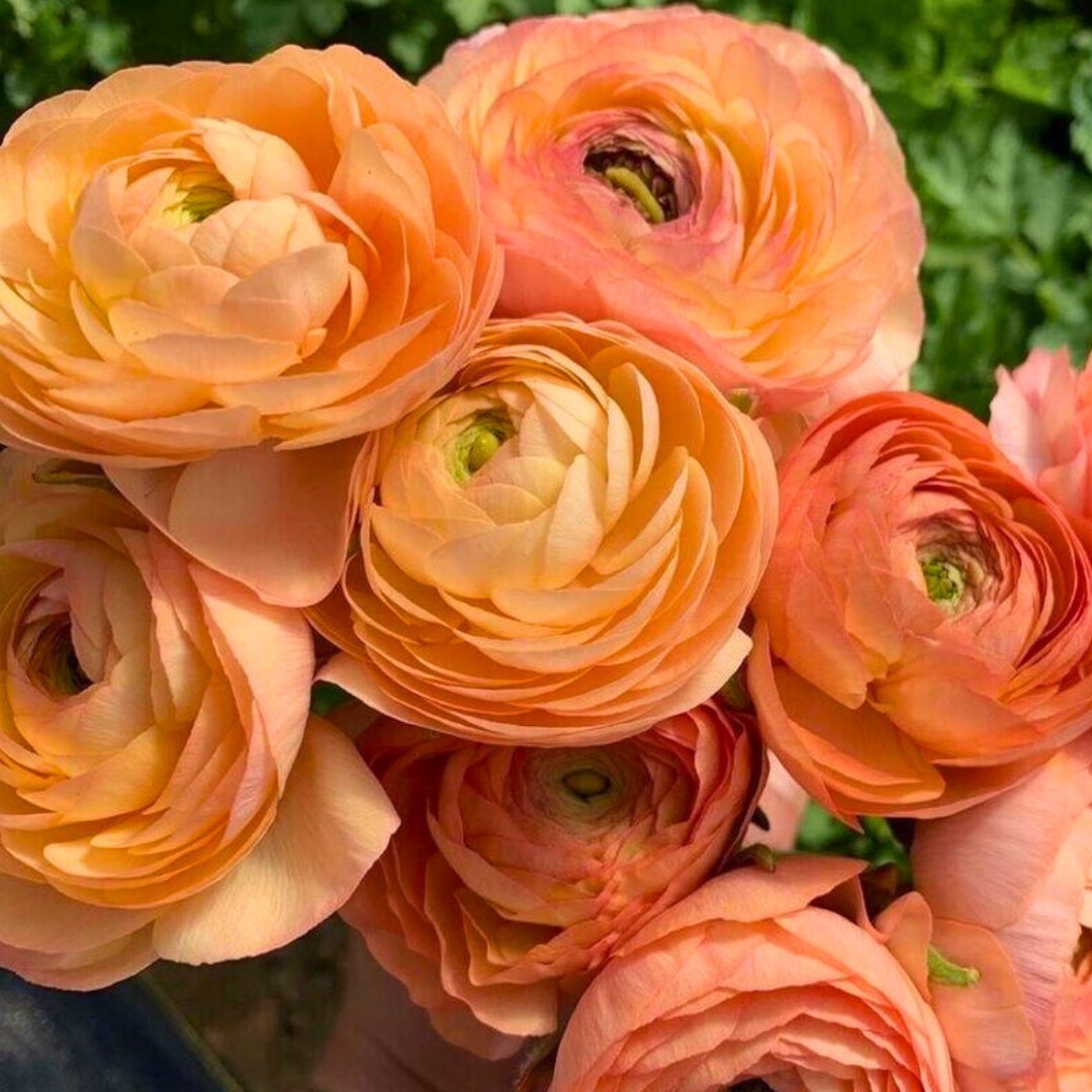 Ranunculus Tecolote Persian Buttercups - Fall Bulb Preorder (10 Bulbs)