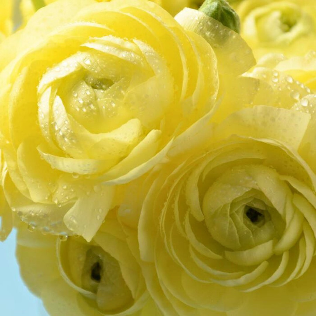 Ranunculus Tecolote Persian Buttercups - Fall Bulb Preorder (10 Bulbs)