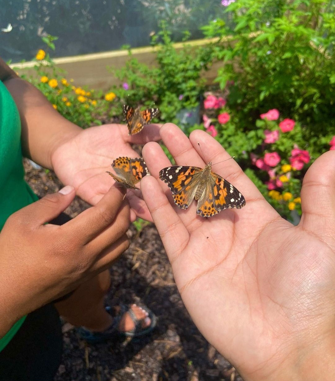 Pollinator Pavilion Butterfly Release Experience