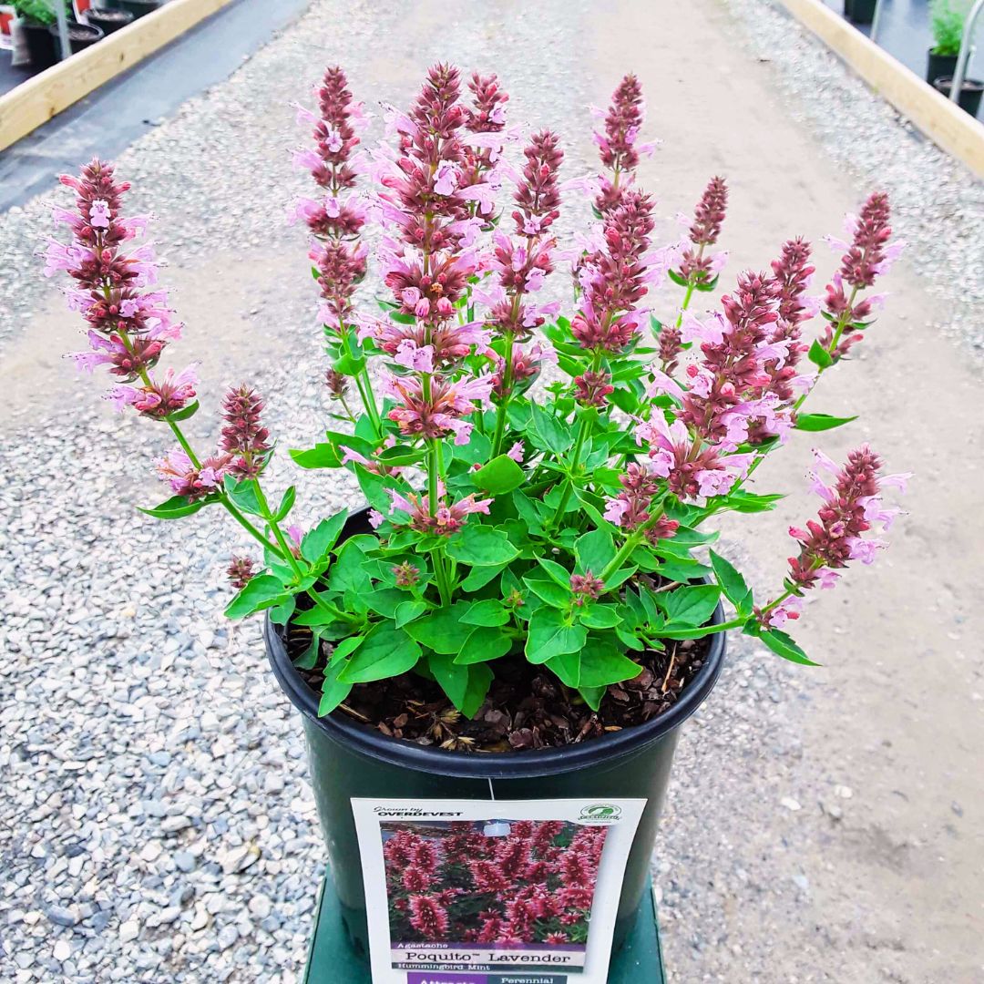 Agastache Poquito Lavender