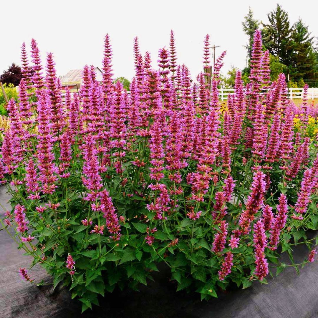 Agastache 'Prince's Plume'