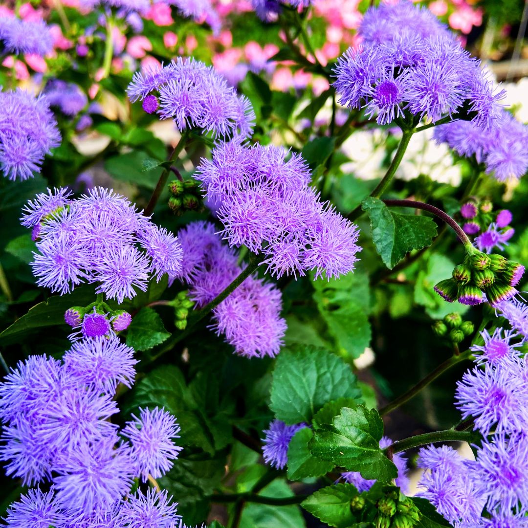 Ageratum 'Monarch Magic'
