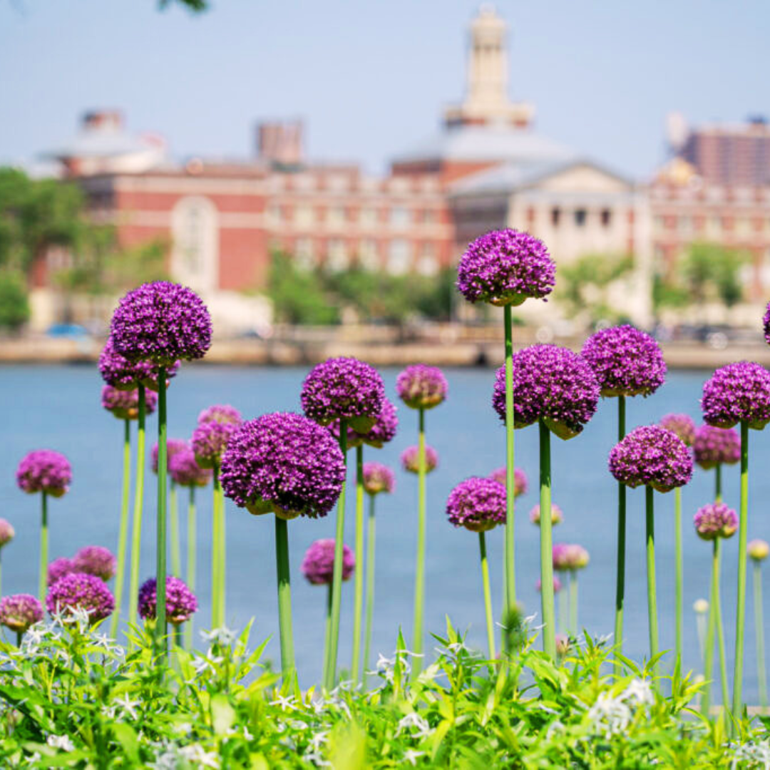 Very Late 'Ambassador' Allium