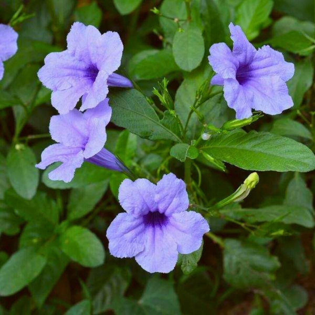 Mexican Petunia 'Compact Blue' | Trio