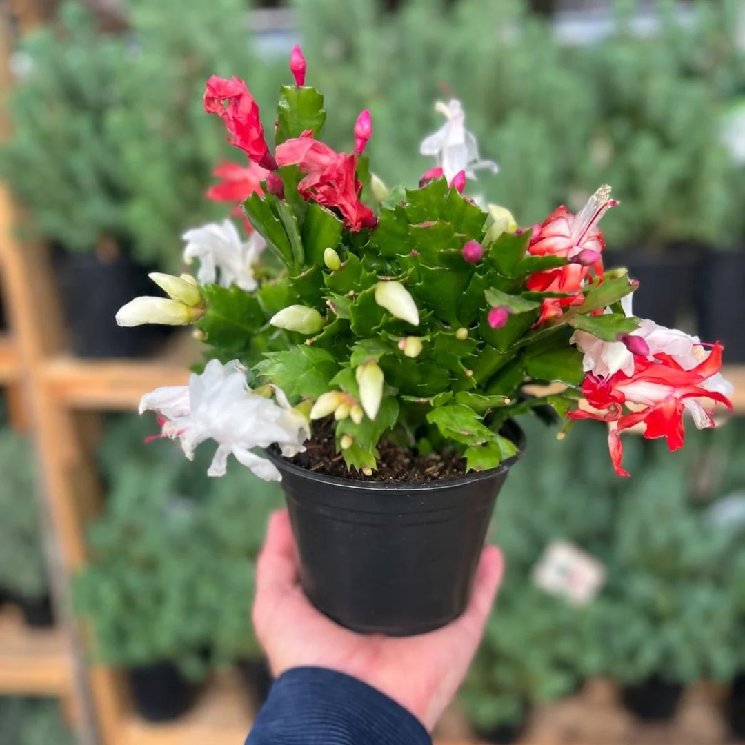 Candy Cane Christmas Cactus