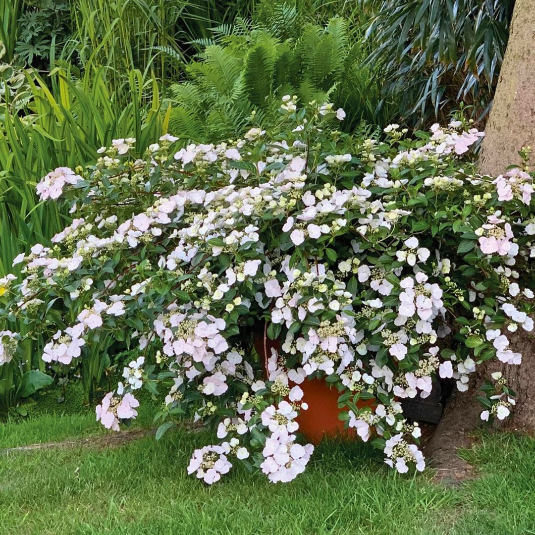 Cascading Hydrangea | Fairytrail Bride
