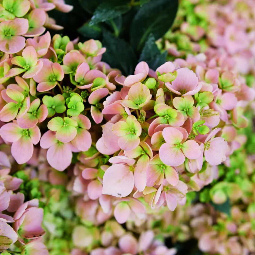 Cascading Hydrangea | Fairytrail Fresco