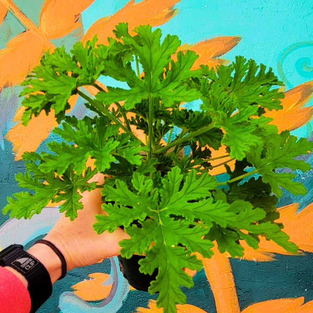 Citronella
