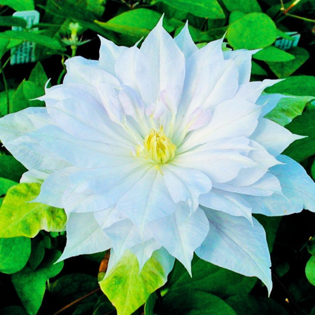 Clematis 'Belle of Woking'