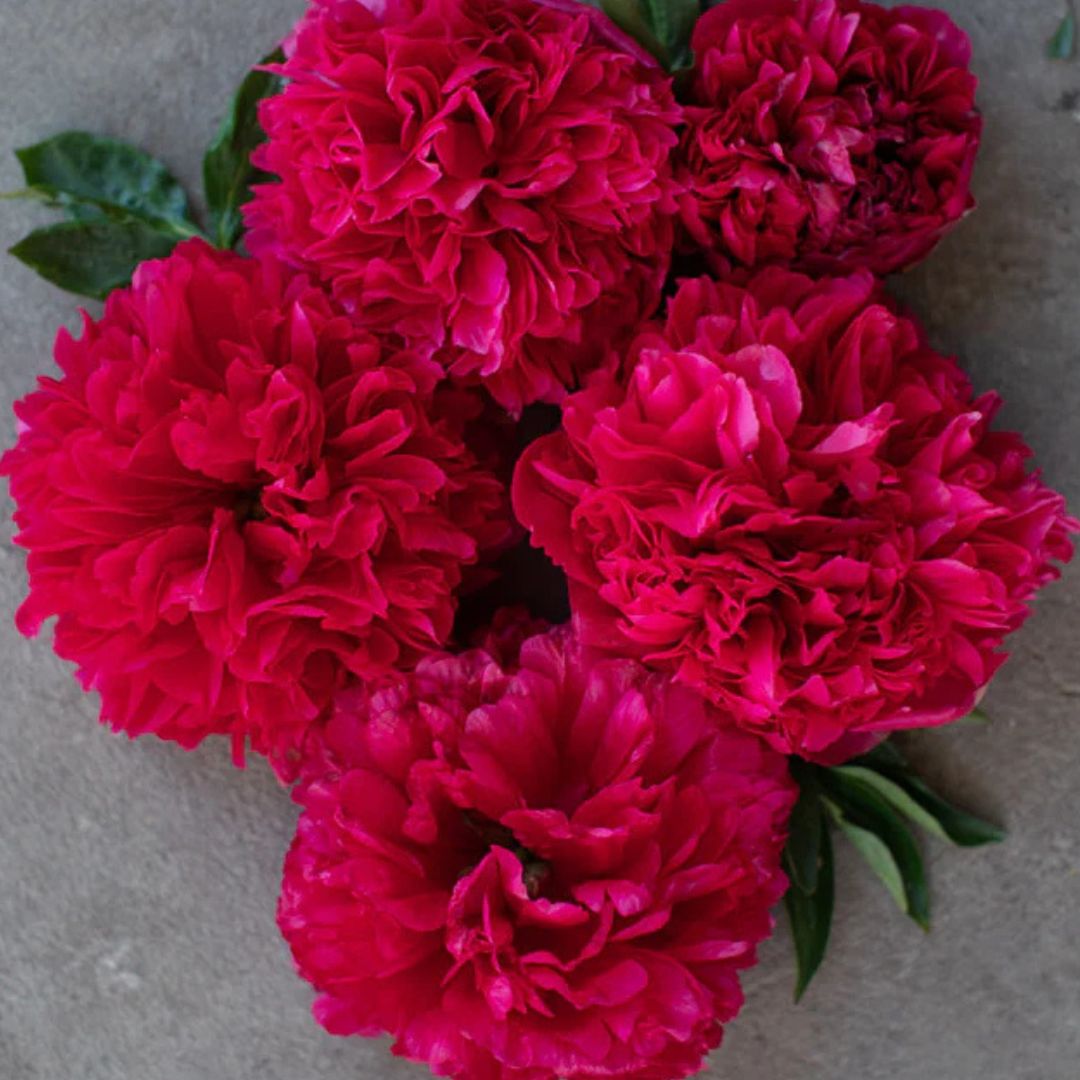 Peony 'Command Performance'