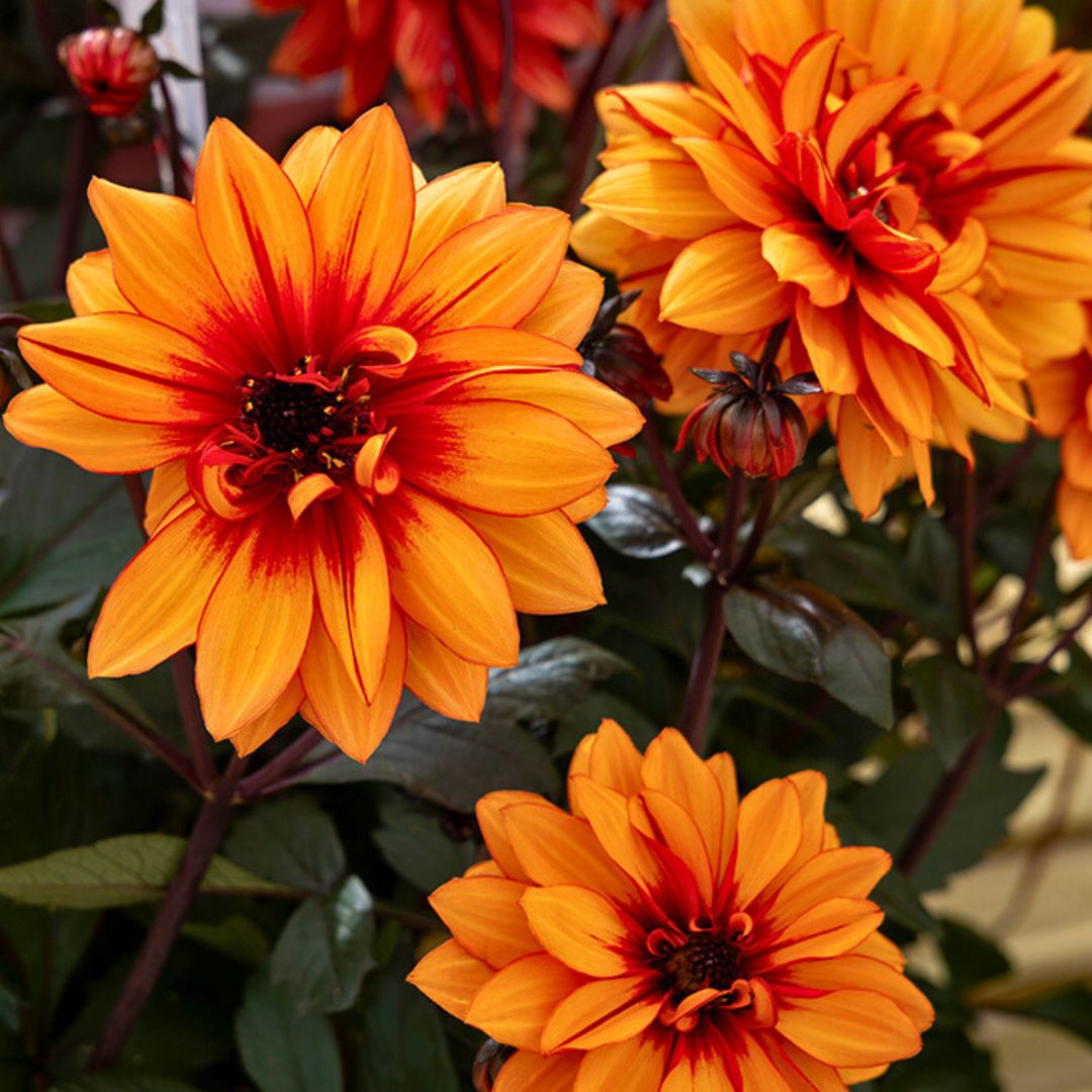 Dahlia LaBella Grande Chocolate | Amber