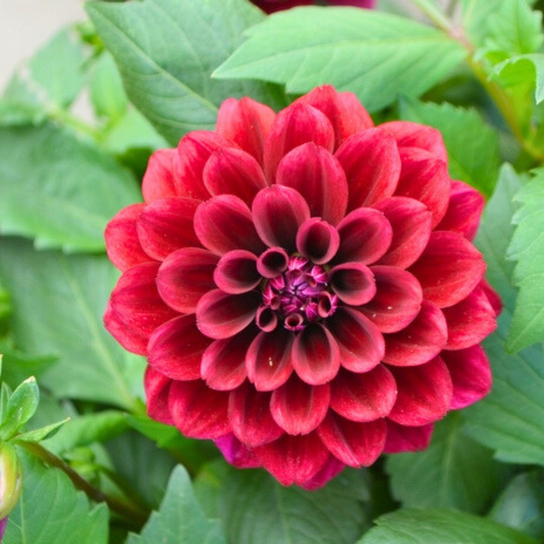 Dahlia LaBella Grande Chocolate | Red