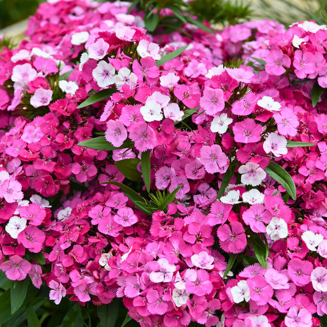 Dianthus 'Dart Pink Magician'