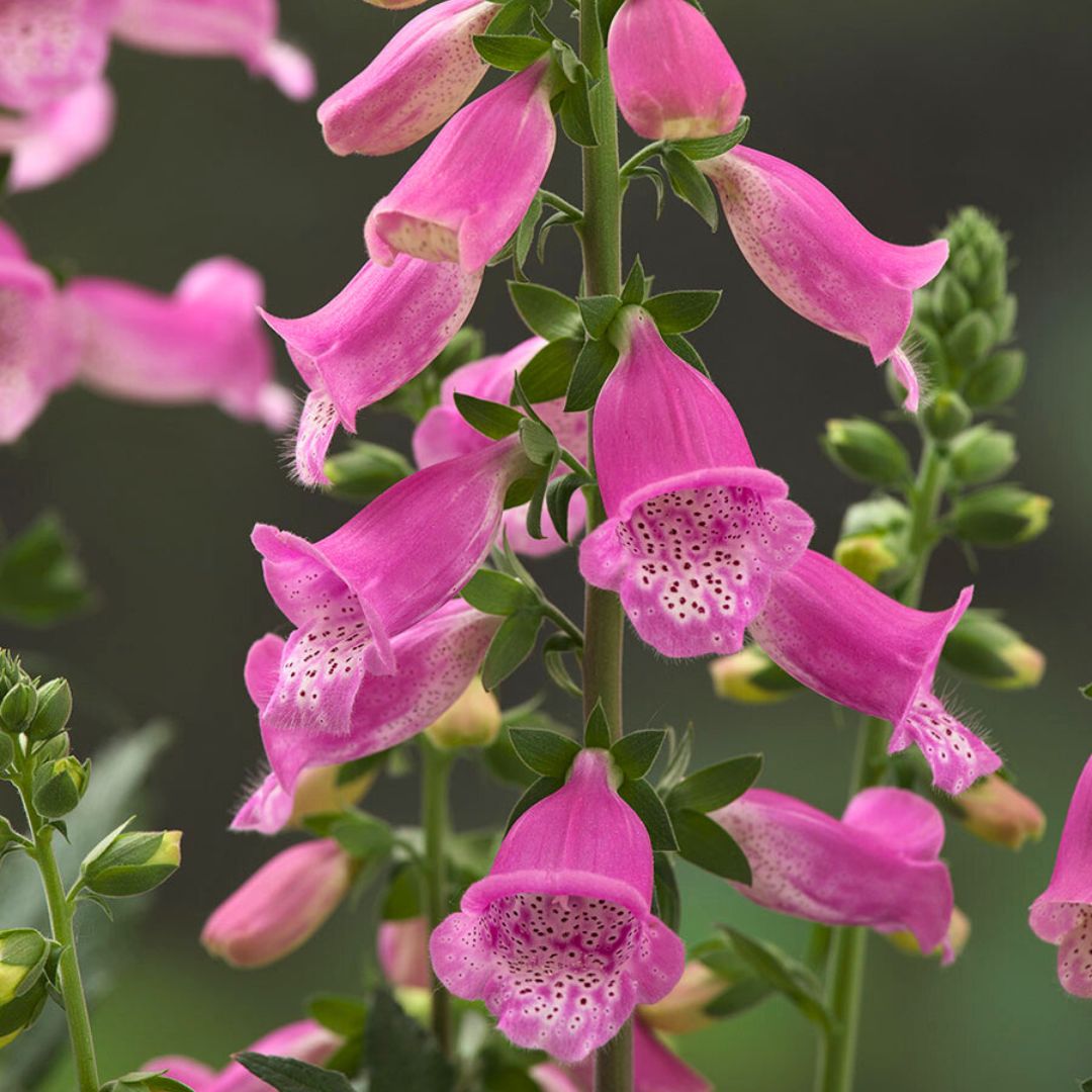 Digitalis Foxglove 'Hanabee' | Rose