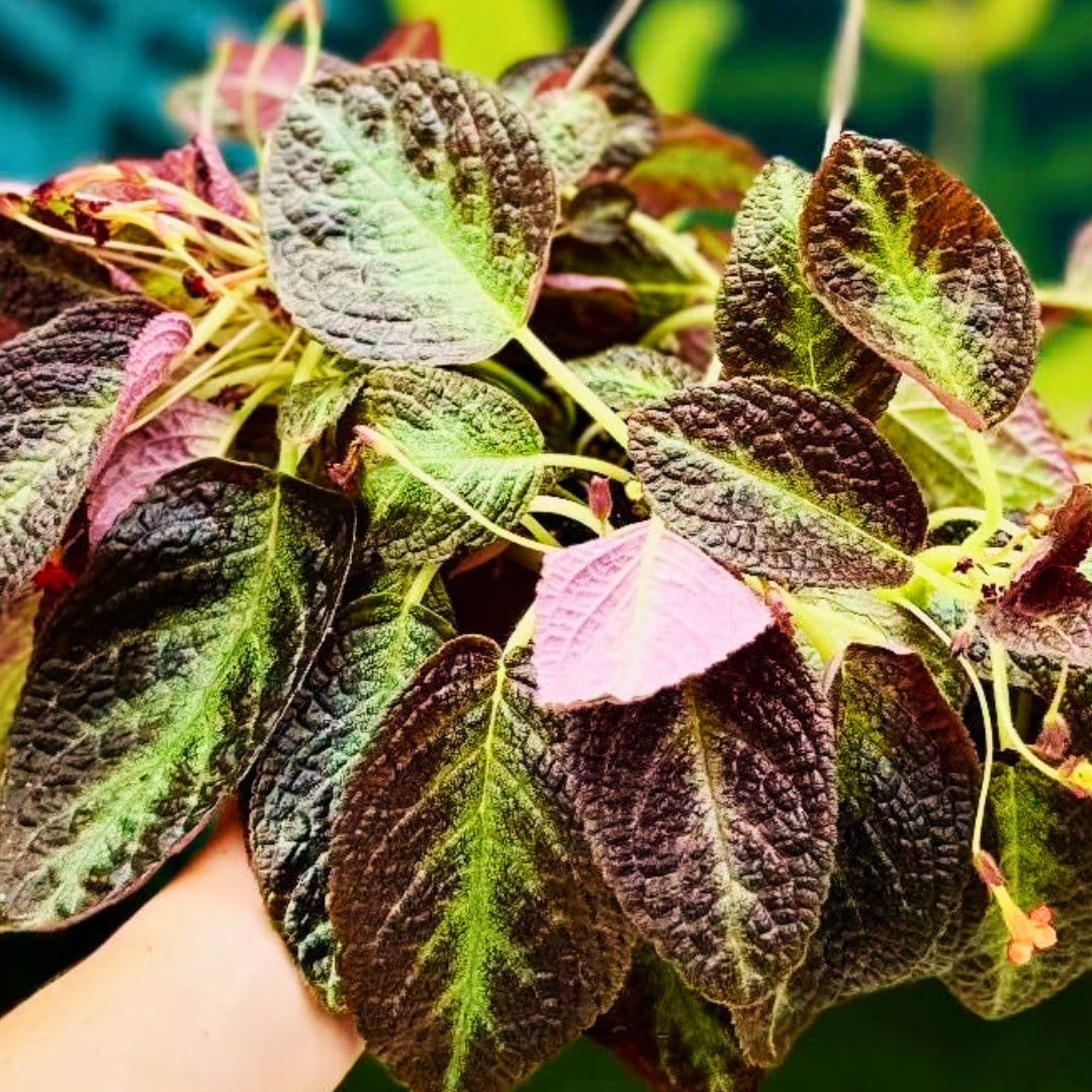 Episcia 'Silver Screen' Hanging Basket