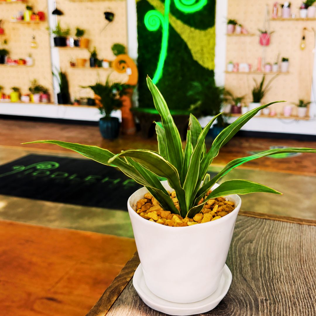 Houseplant 101 Workshop
