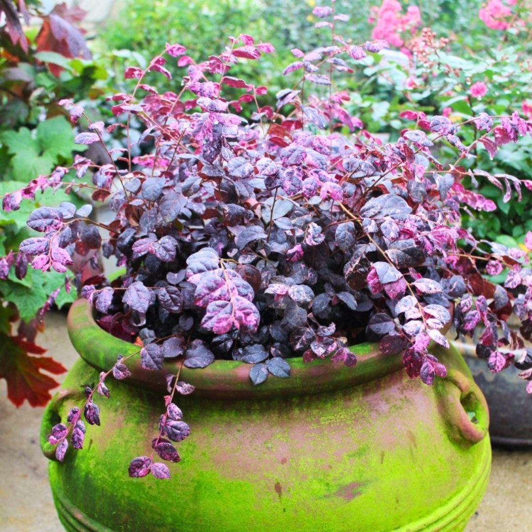 Jazz Hands Variegated Loropetalum