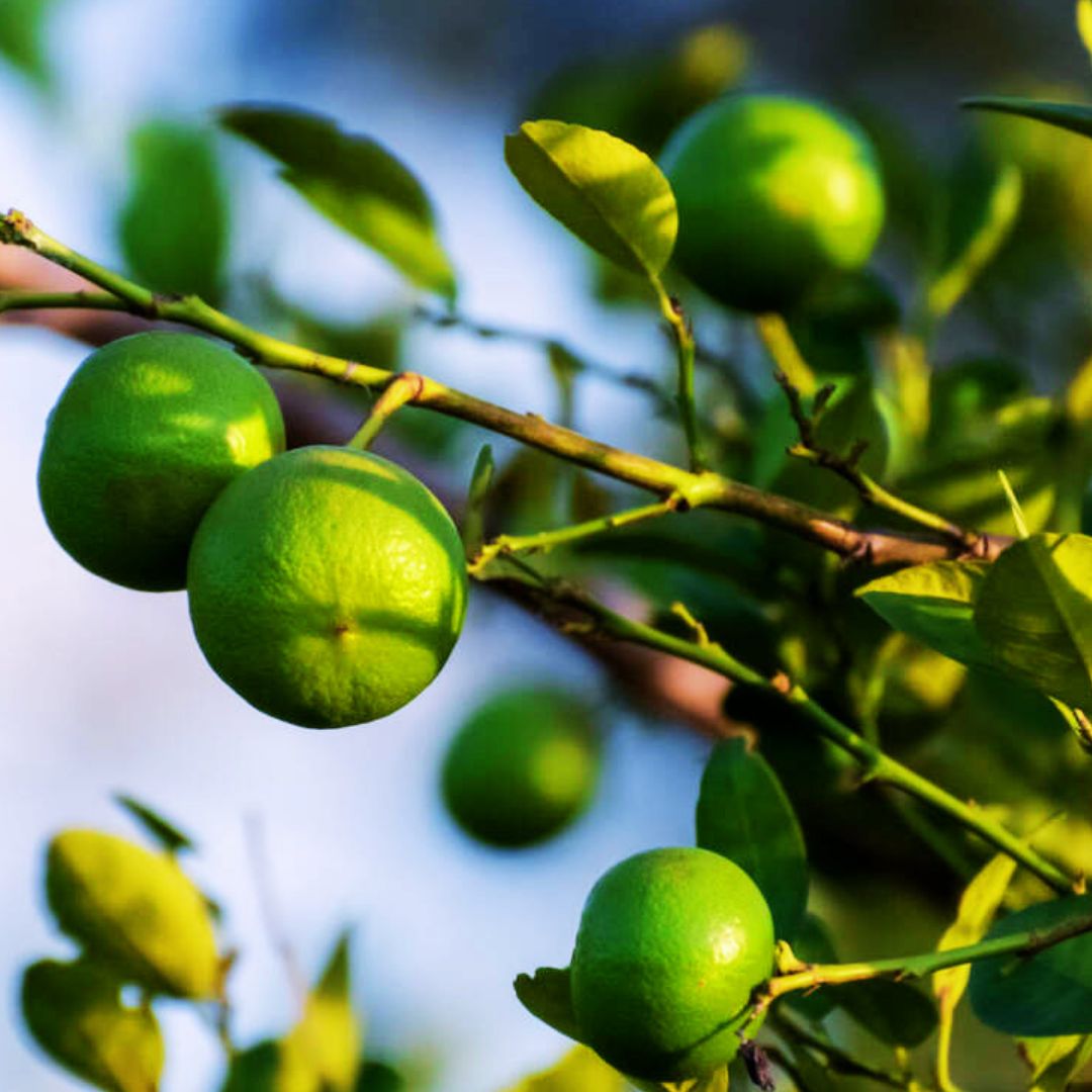 Key Lime Bush