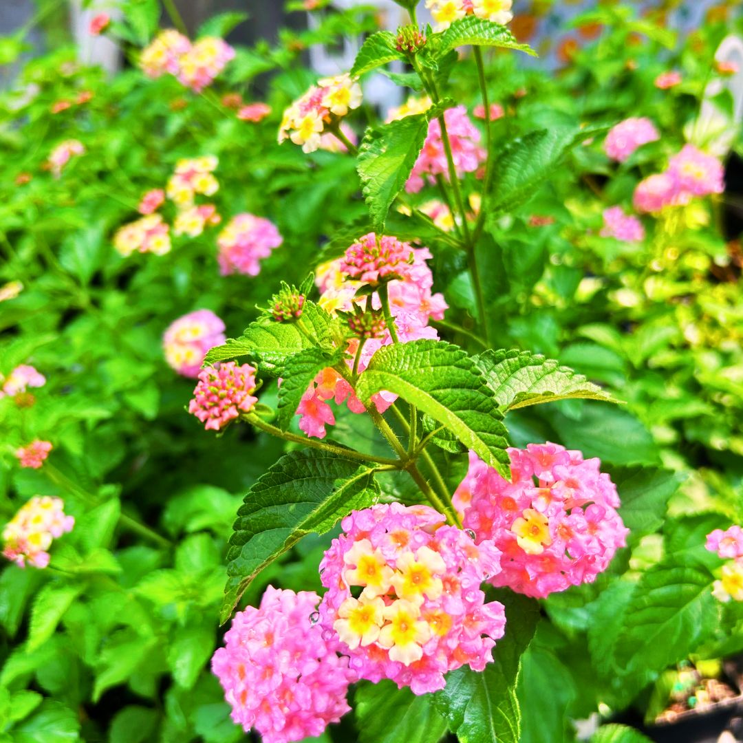 Lantana 'Pink Huff'