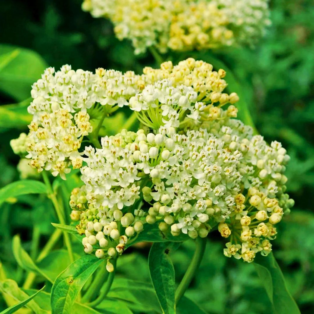 ‘Ice Ballet’ Swamp Milkweed | White