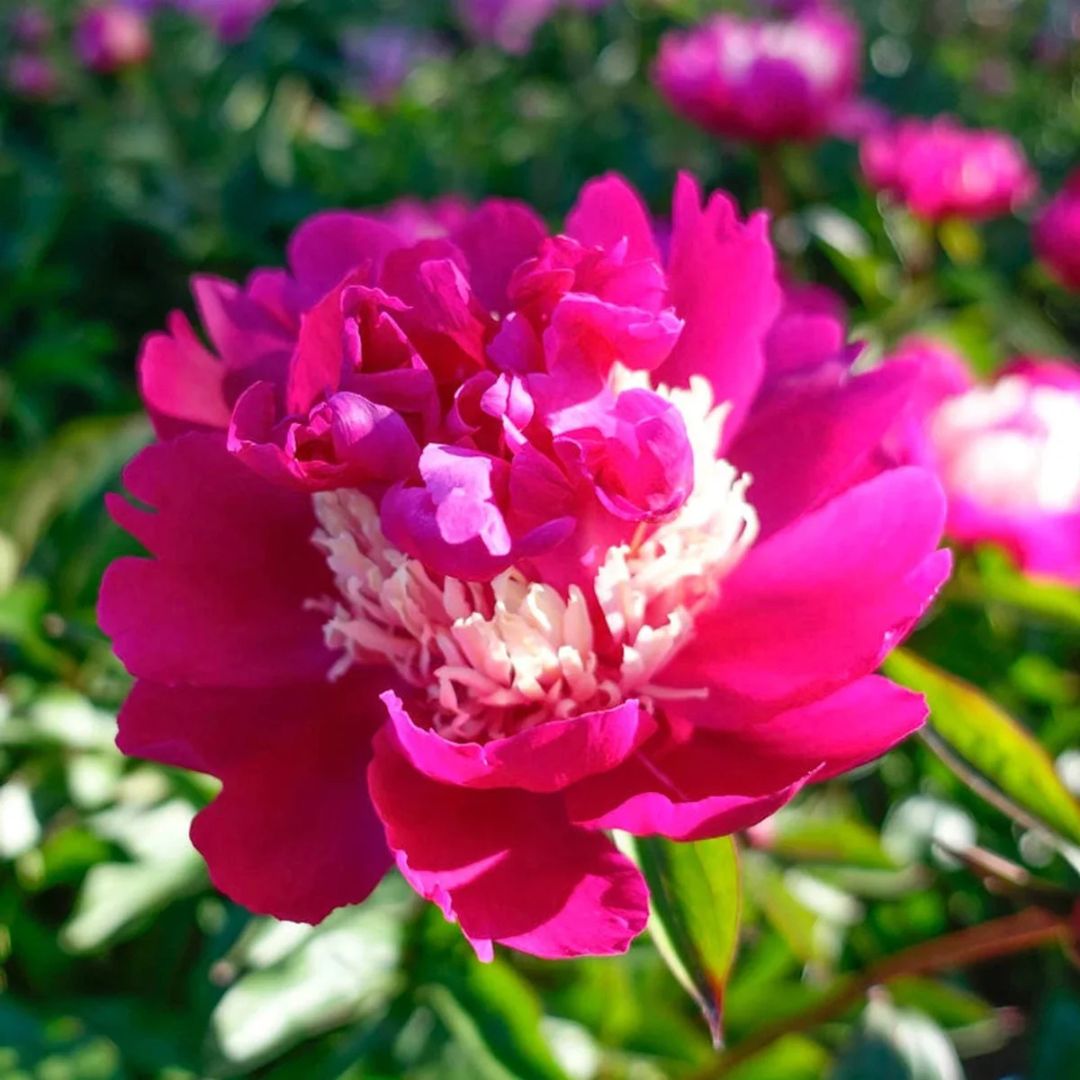 Peony 'Top Hat'