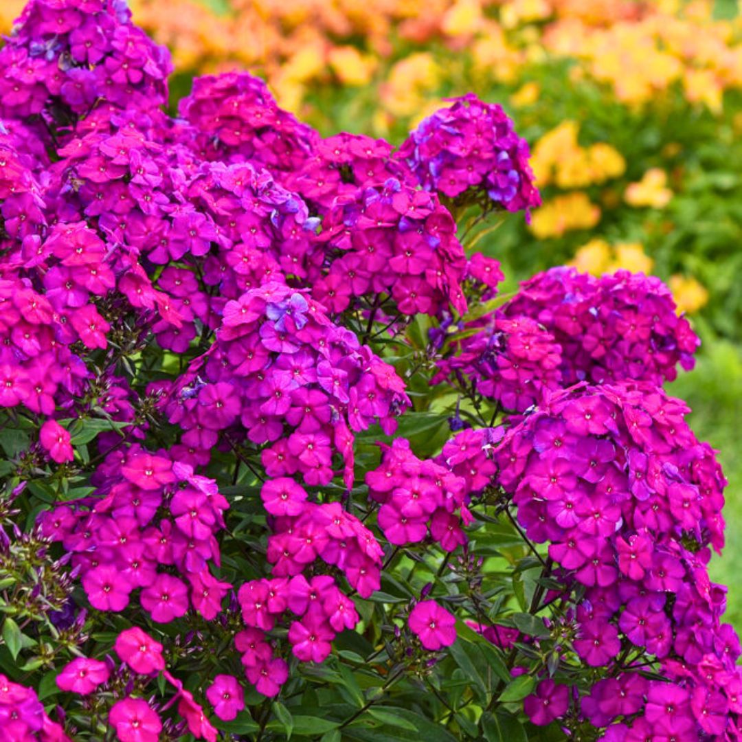 Phlox Luminary 'Ultraviolet'