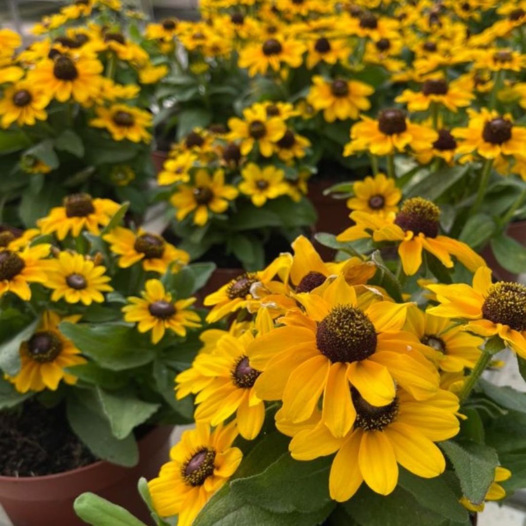 Rudbeckia Tablemate Gold | Trio