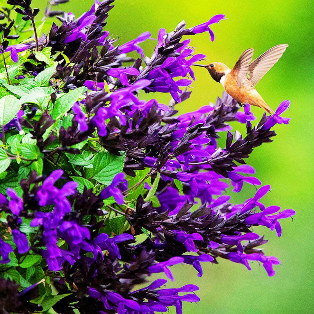 hanging purple plants Salvia Bodacious Hummingbird Falls