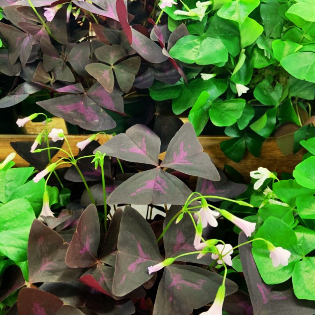 Shamrocks (Oxalis) — The Luckiest Plants