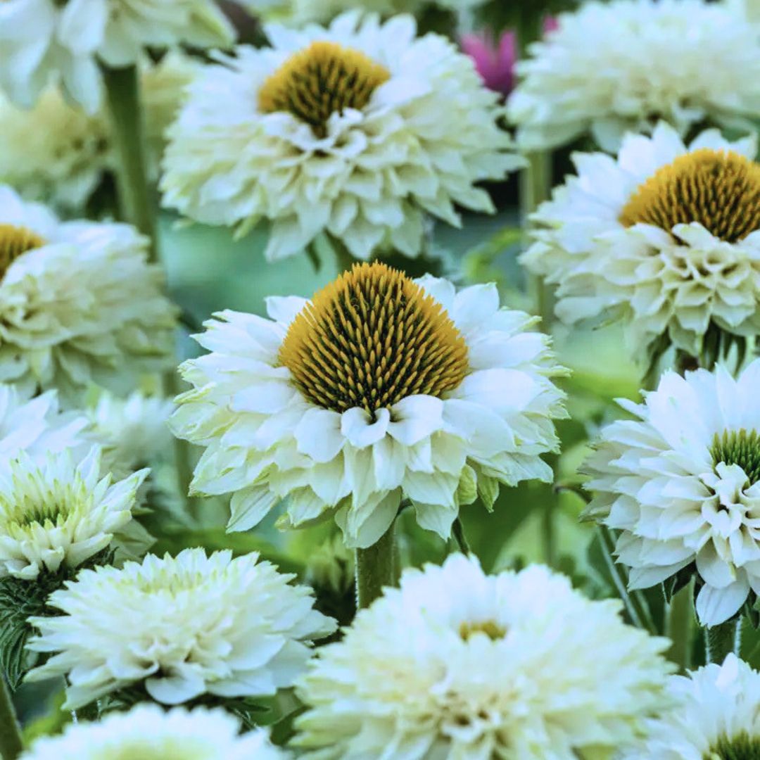 Coneflower 'Sunseekers White Perfection'