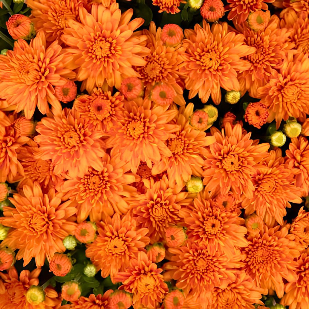 Ursula Fancy Tricolor Mum