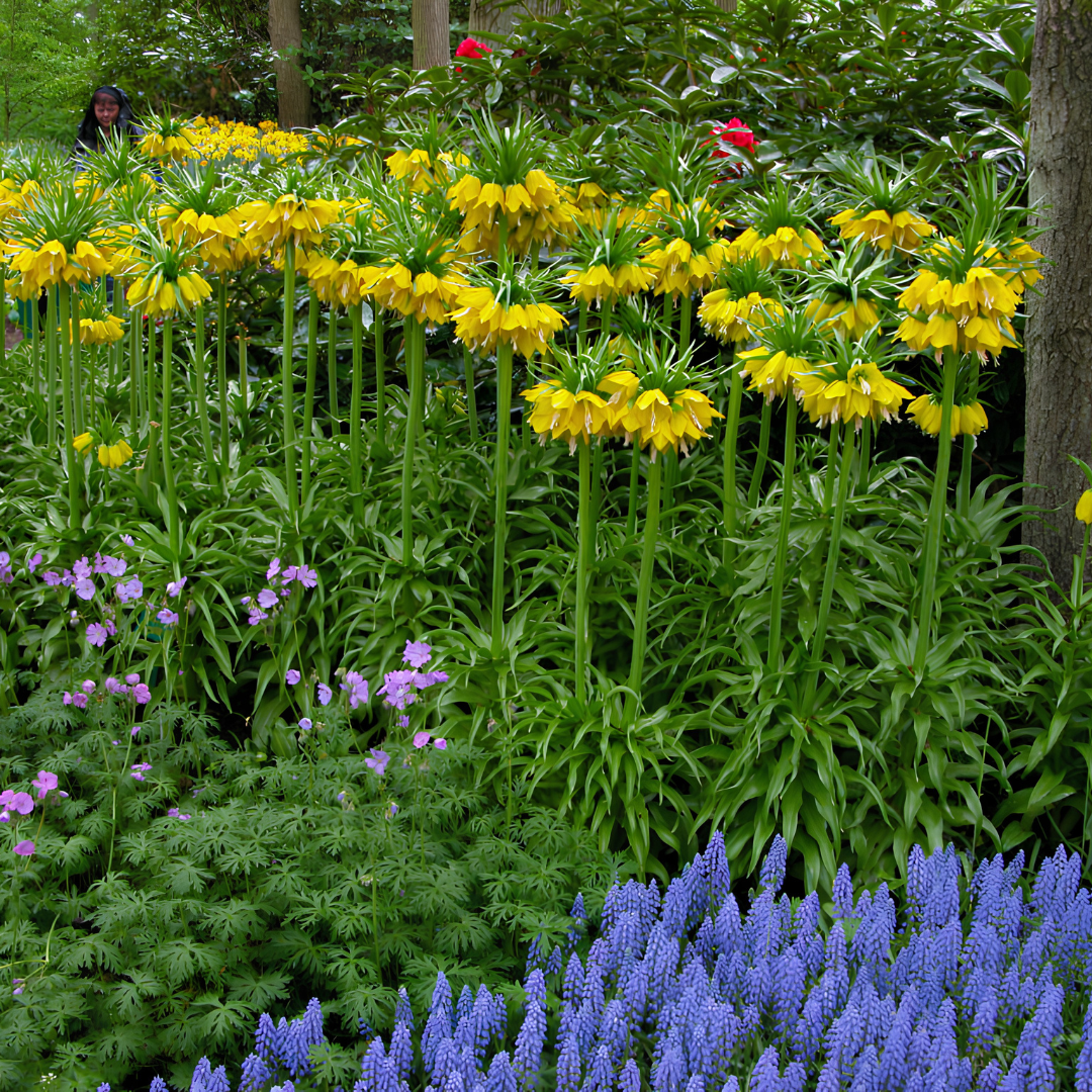 'Yellow Crown Imperials' Fritillaria