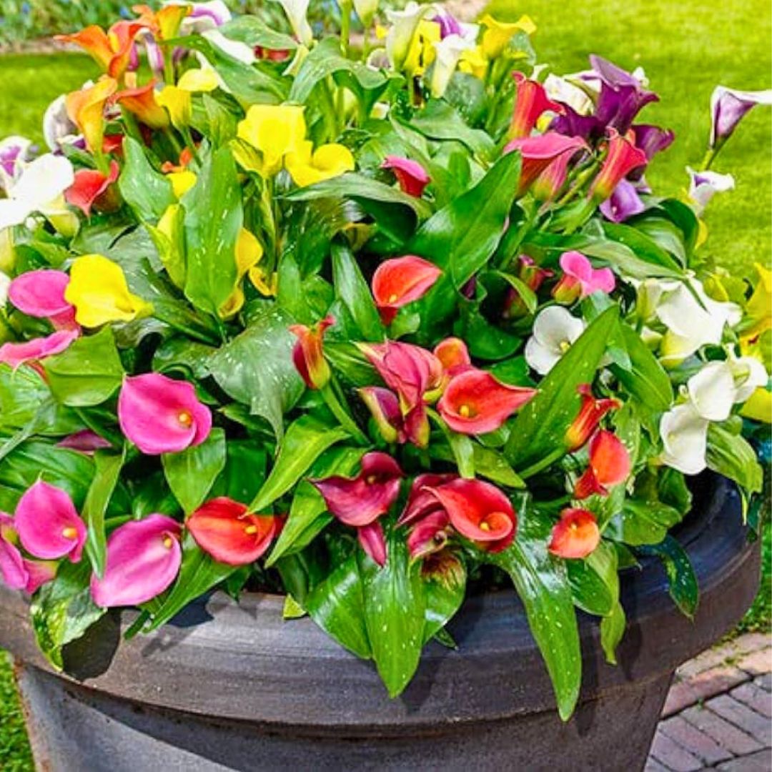 Calla Lily Mix — Spring Bulb 🌱