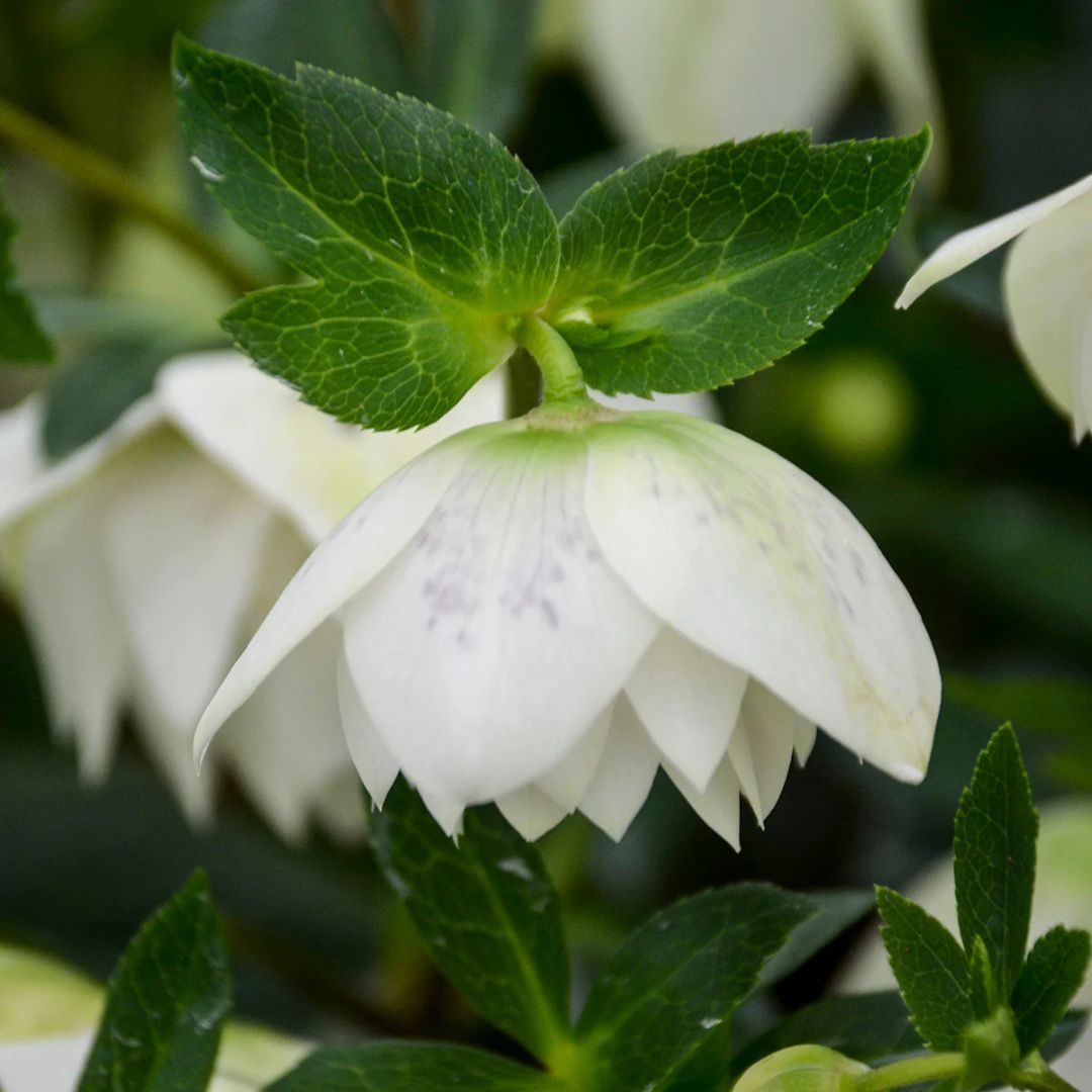 Confetti Cake — Hellebores (Wedding Party Series)