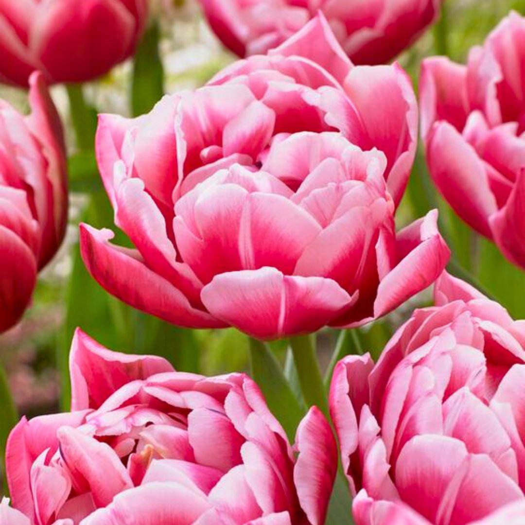 Double Early 'Columbus' Tulip – Fall Bulb Preorder (10 Bulbs)