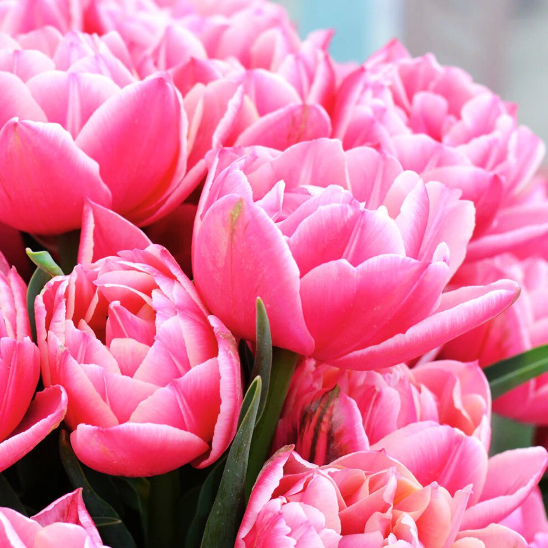 Double Early 'Columbus' Tulip – Fall Bulb Preorder (10 Bulbs)