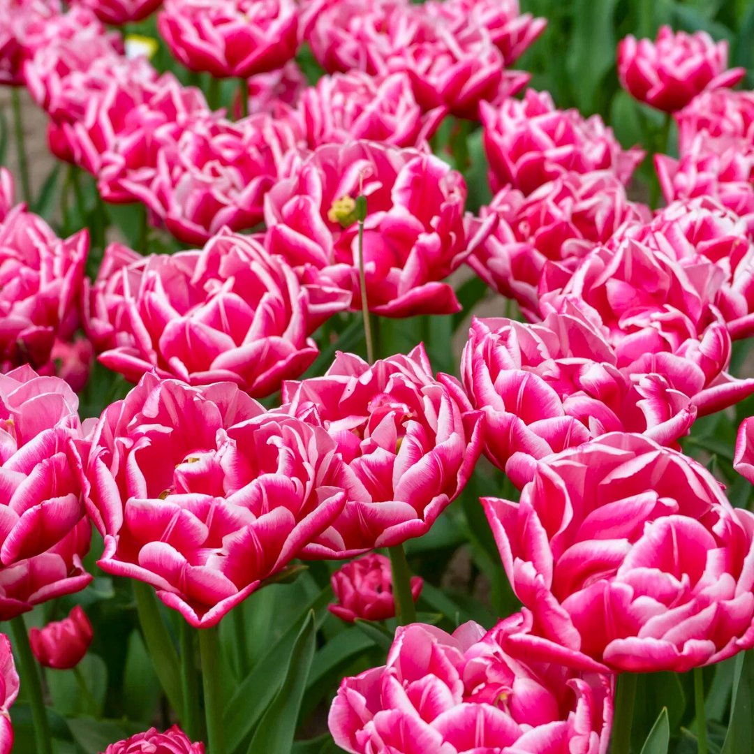 Double Early 'Columbus' Tulip – Fall Bulb Preorder (10 Bulbs)